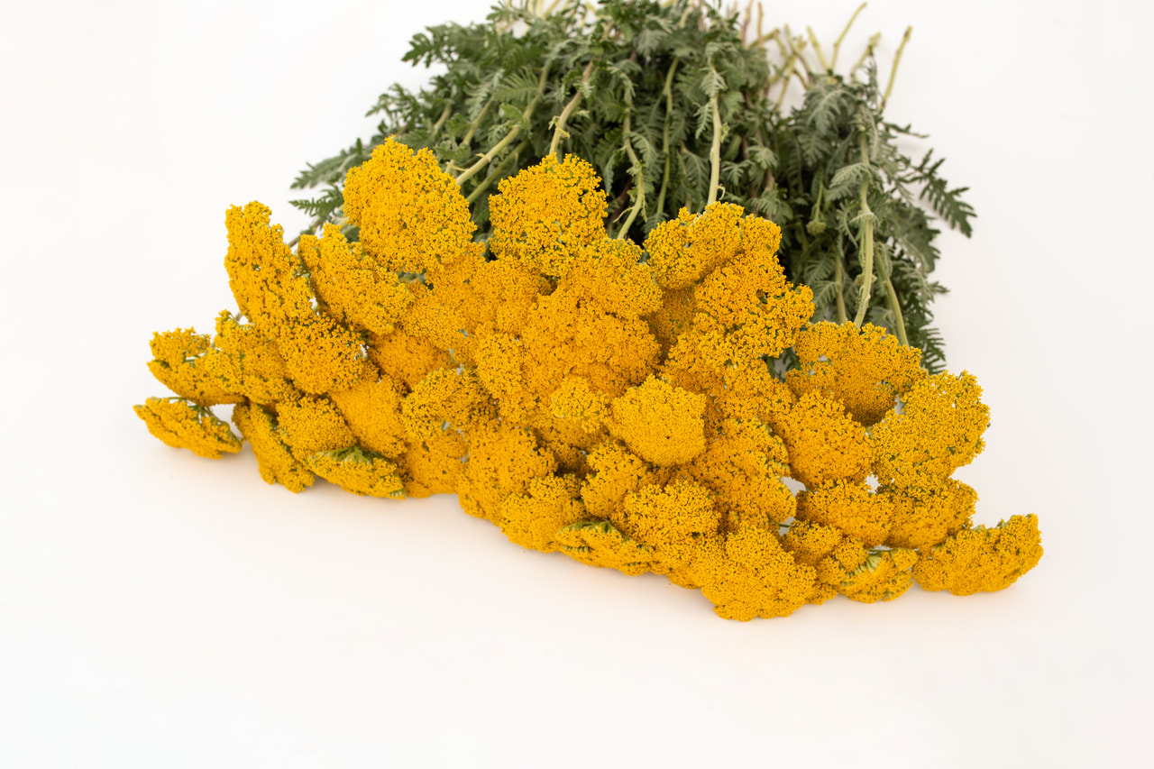 Siankärsämö Parkers Varietät, Loukykvět