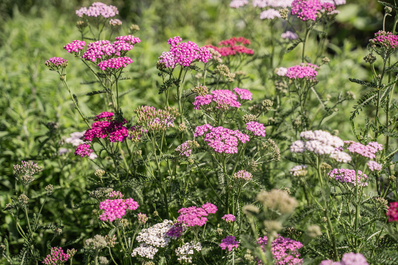 Yarrow Cerise Queen, Loukykvět