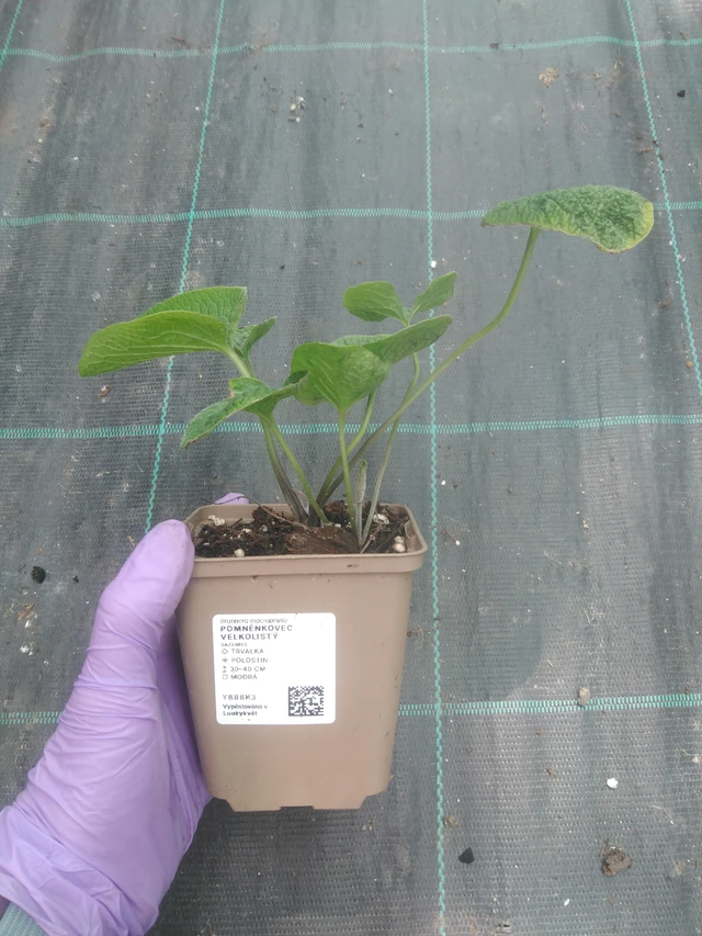 Brunnera macrophylla - 10. 7. 2025