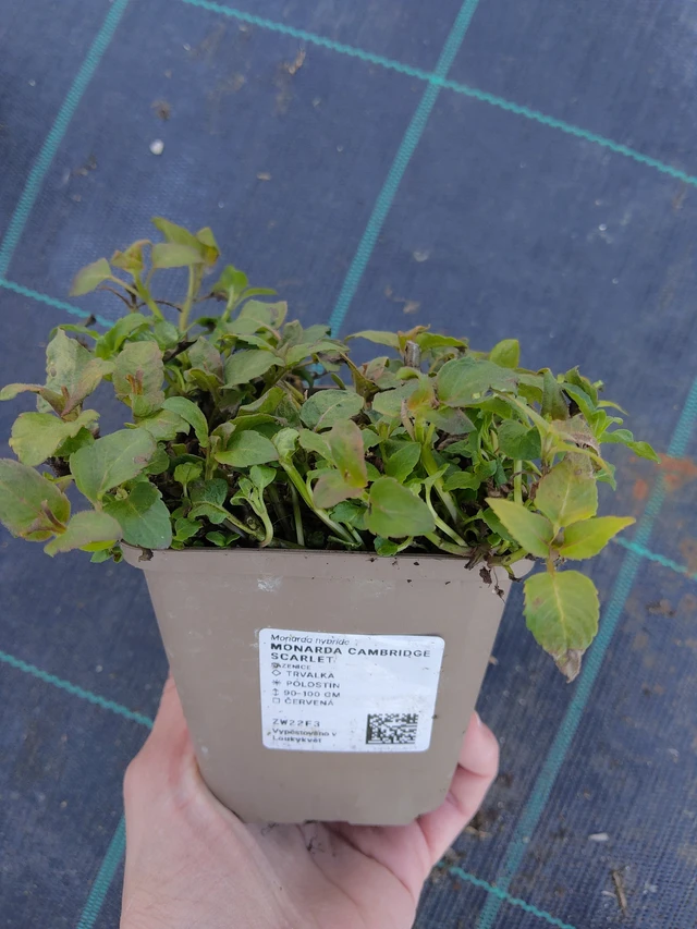 Väriminttu Cambridge Scarlet - 27. 3. 2026