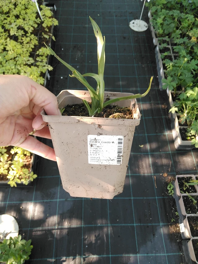 Gaura Chadd's Ford - 19. 8. 2025