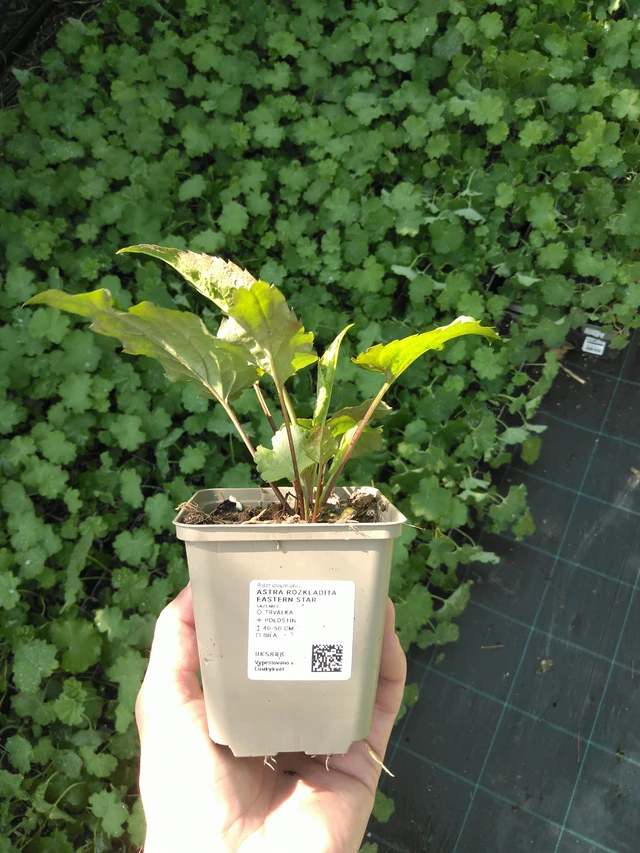 Valkoasteri Eastern Star - 20. 6. 2025