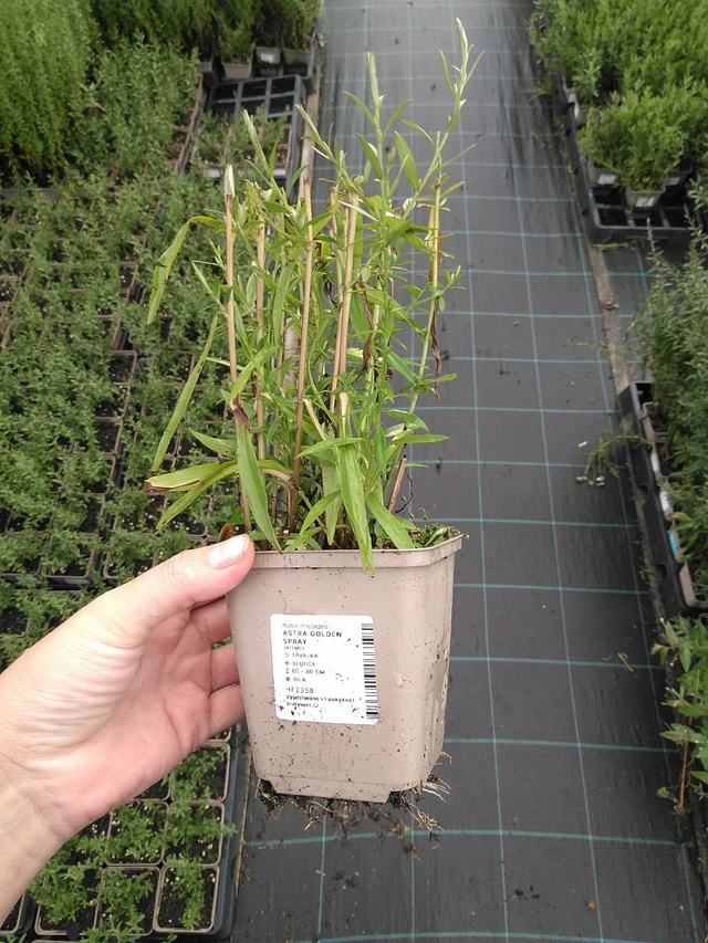 Asteri Golden Spray - 11. 7. 2025