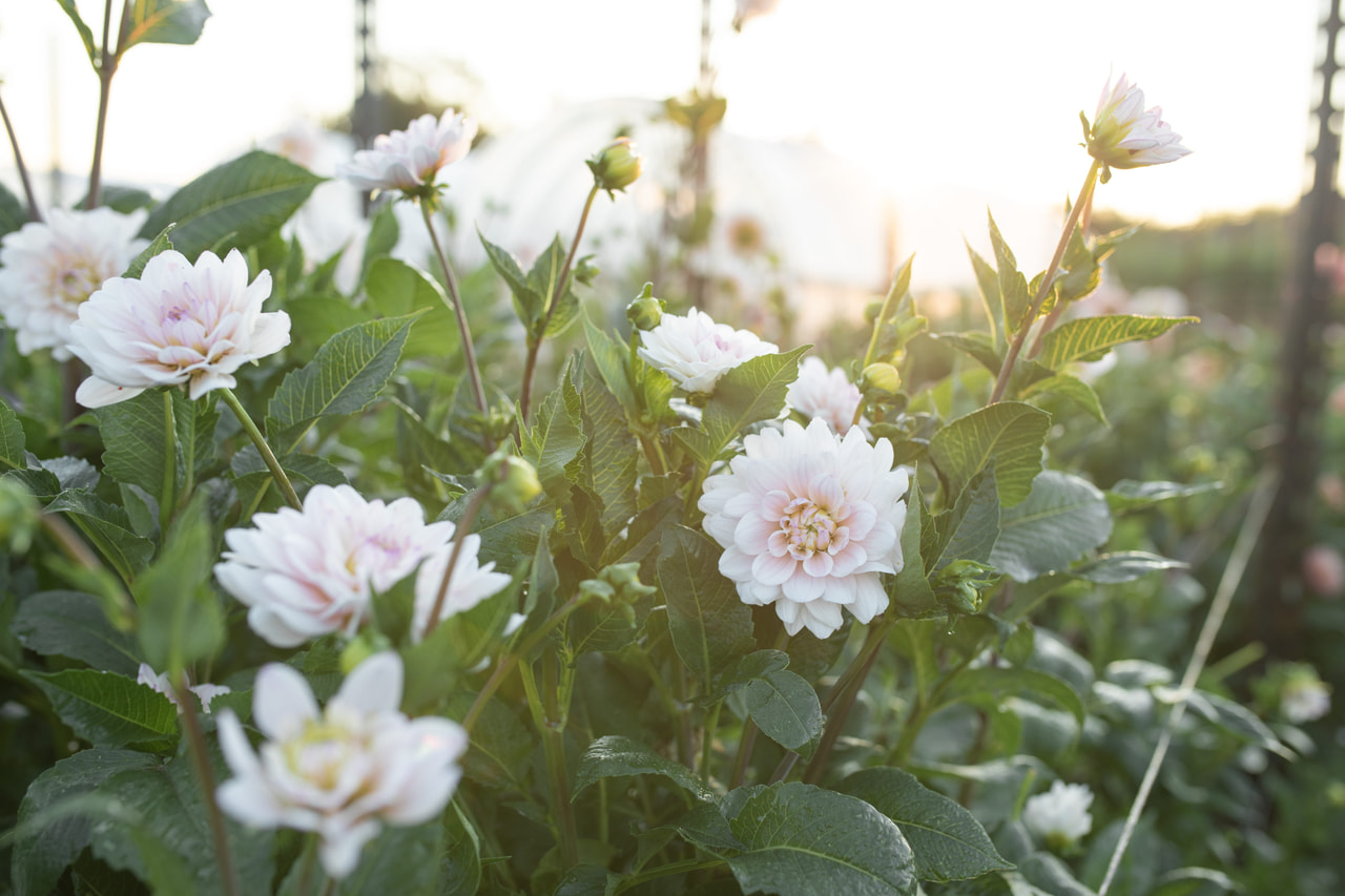Daalia Espacio, Loukykvět