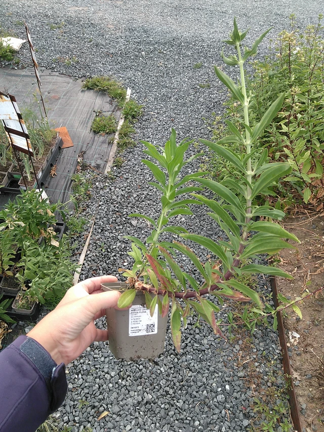 Rohtosuopayrtti Rosea Plena - 11. 7. 2025