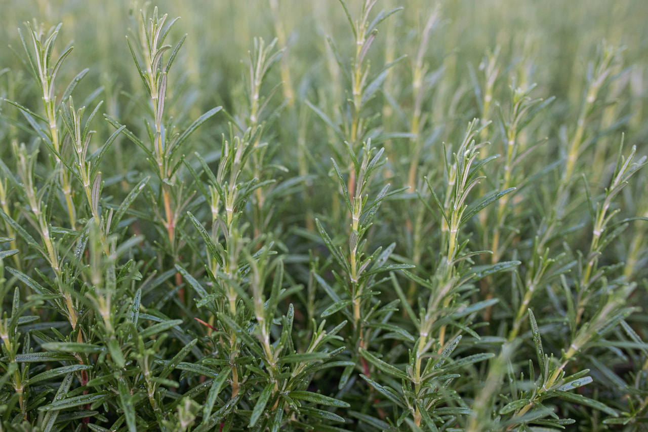 Romero Upright Pink, Loukykvět