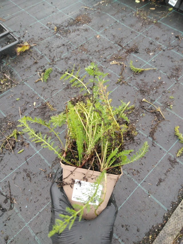 Siankärsämö Lilac Beauty - 23. 10. 2025