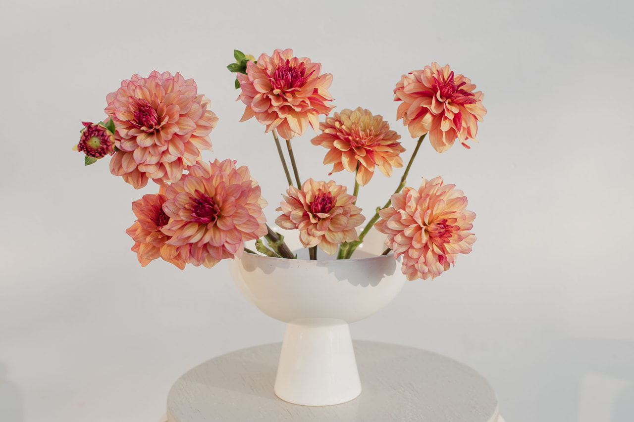 Daalia Crème de Cognac, Loukykvět