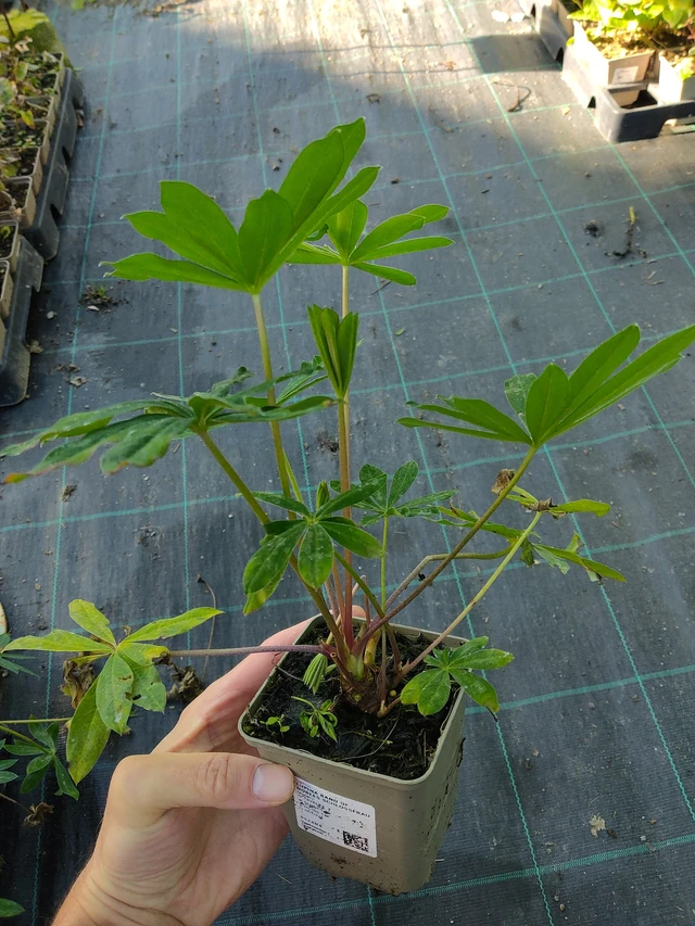 Lupiini Band of Nobles Schloßfrau - 17. 9. 2025