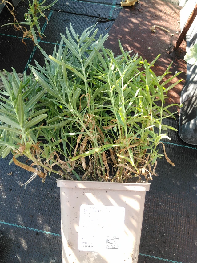 Morsiusharso - 19. 8. 2025