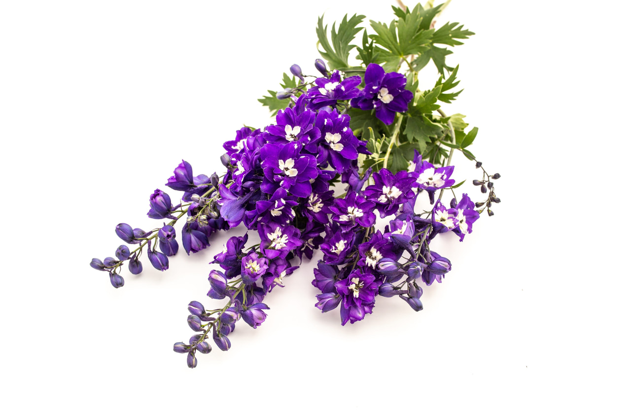 Espuela de caballero Benary’s Pacific Mix, Loukykvět