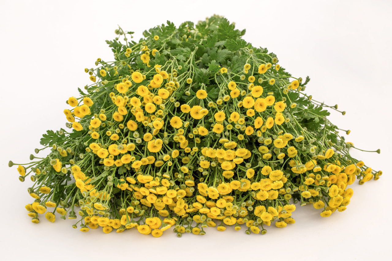 Řimbaba	Victory Double Yellow, Loukykvět