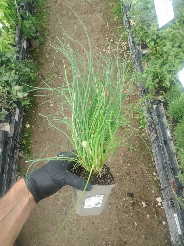 Cebollino - 10. 9. 2025