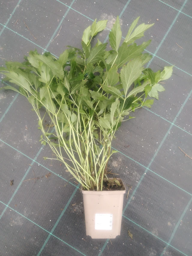 Jaloangervo Europa - 2024