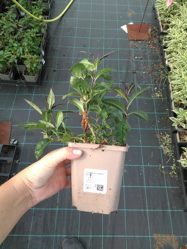 Syysleimu Sweet Summer Dream - 11. 7. 2025