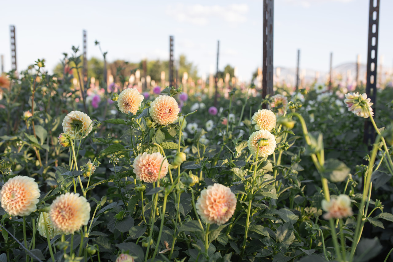 Dalia Sweet Suzanne, Loukykvět