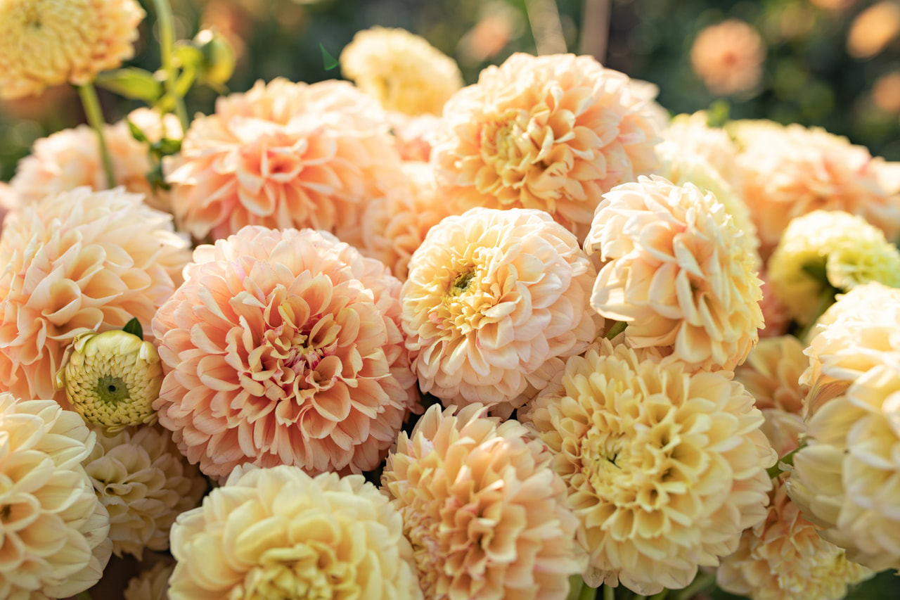 Dalia Sweet Suzanne, Loukykvět