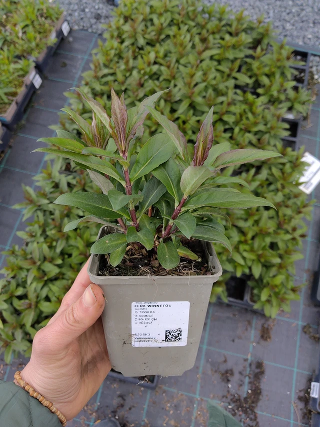 Leimu Winnetou - 21. 4. 2026