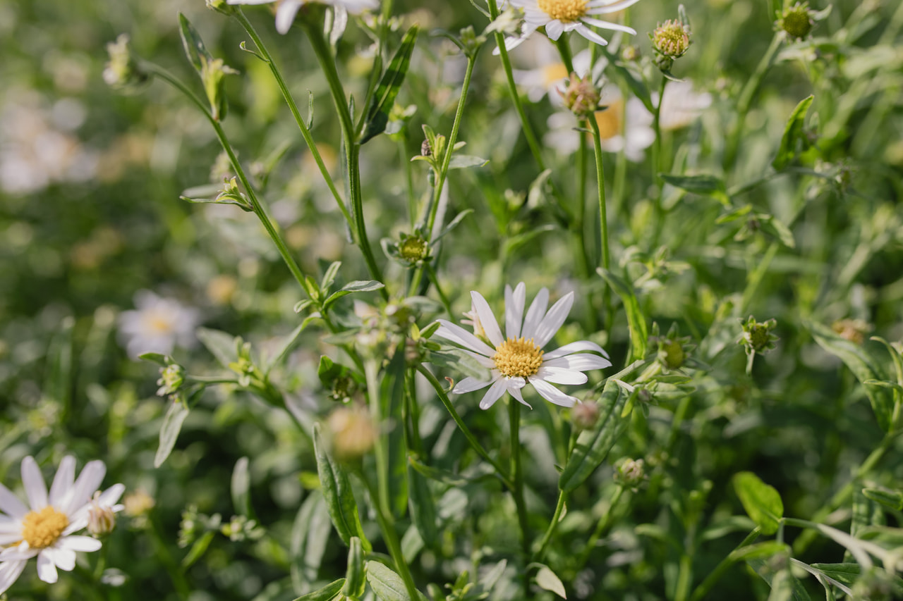 Tiukuasteri Alba, Loukykvět