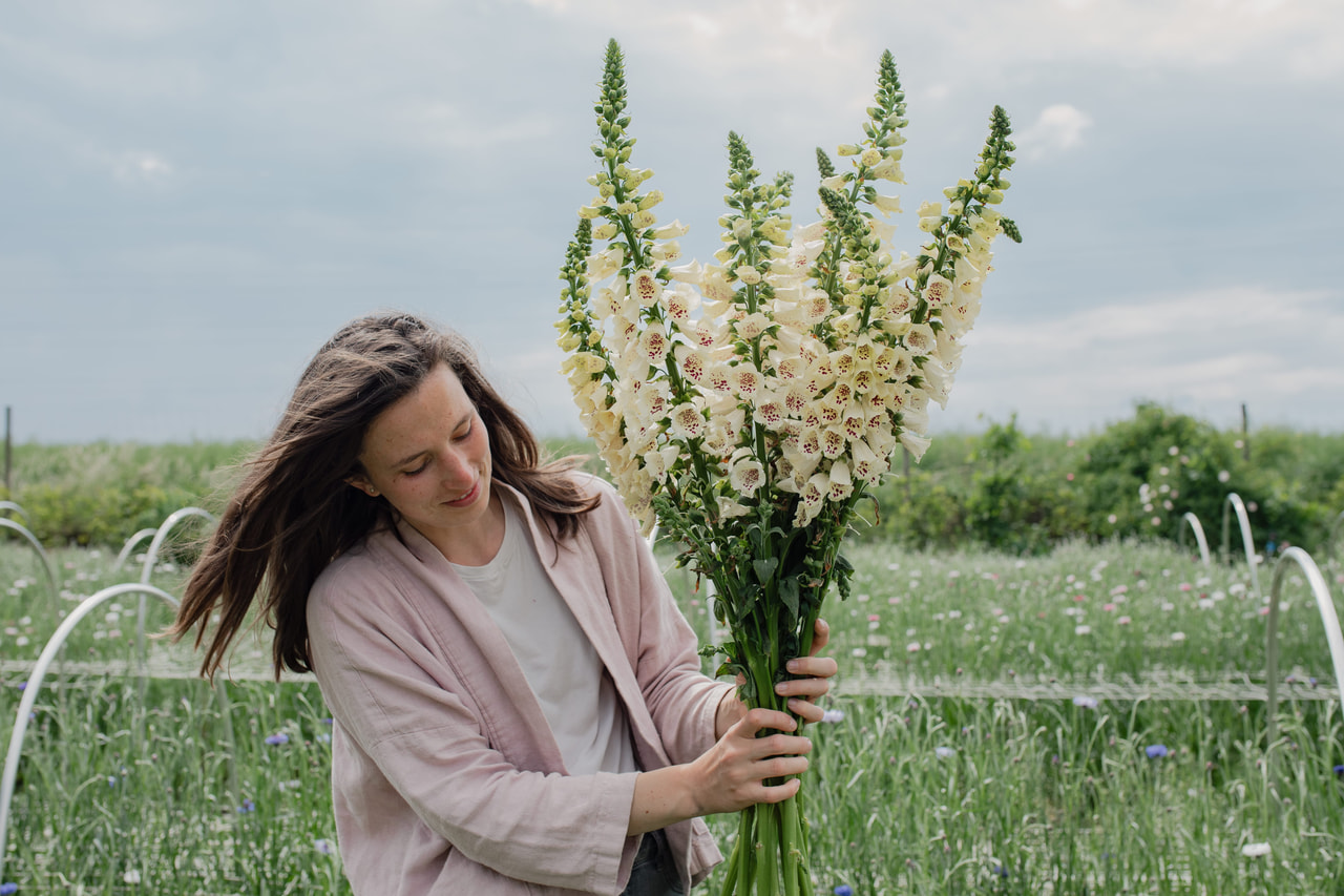 Dedalera Camelot Cream, Loukykvět