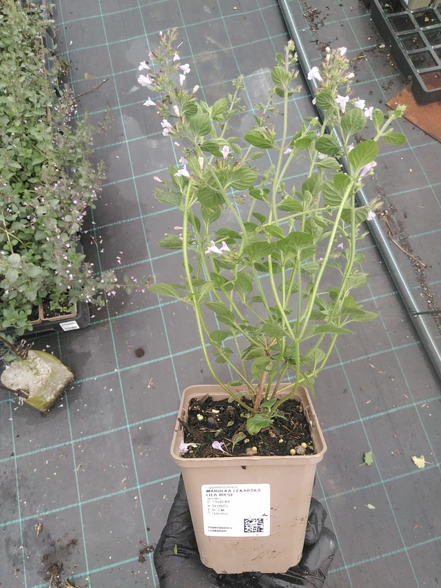 Käenminttu Lila Riese - 4. 8. 2025