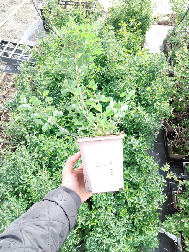 Symphoricarpos Magical Green Falls - 2024