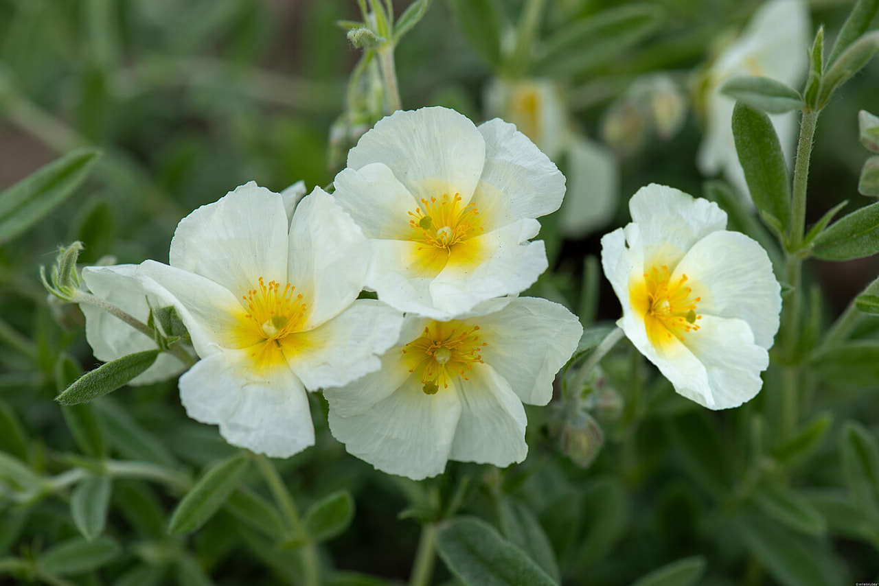Päivännouto The Bride, Loukykvět