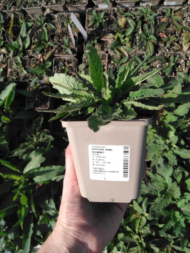 Mullein Pink Domino - 2024