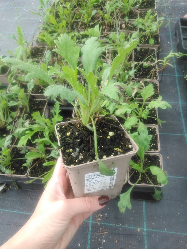 Unikko Champagne Bubbles Pink - 2024