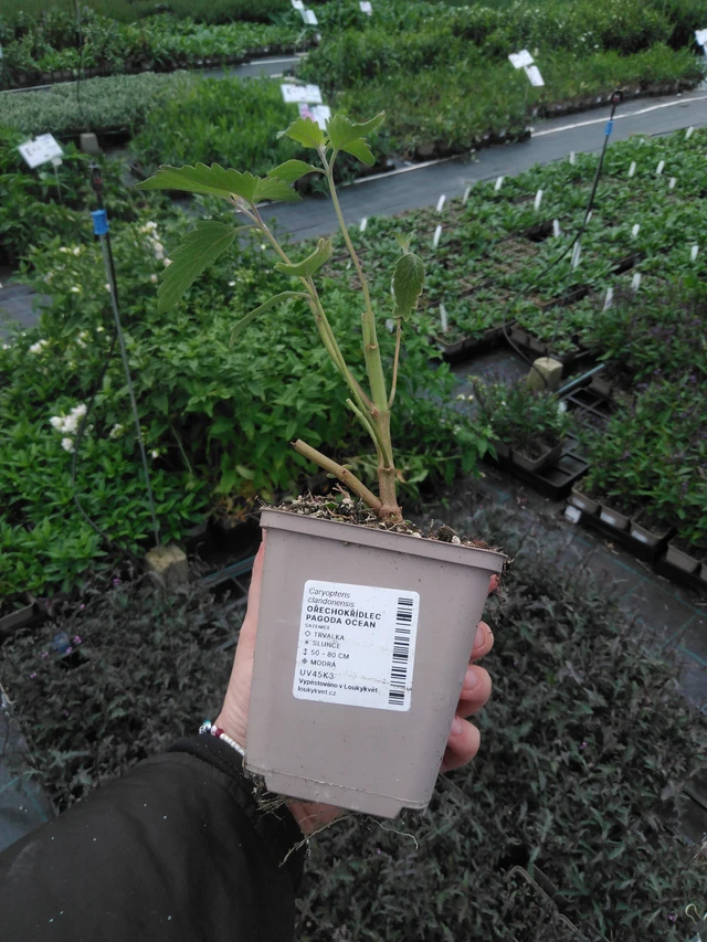 Siniparta Pagoda Ocean - 2024