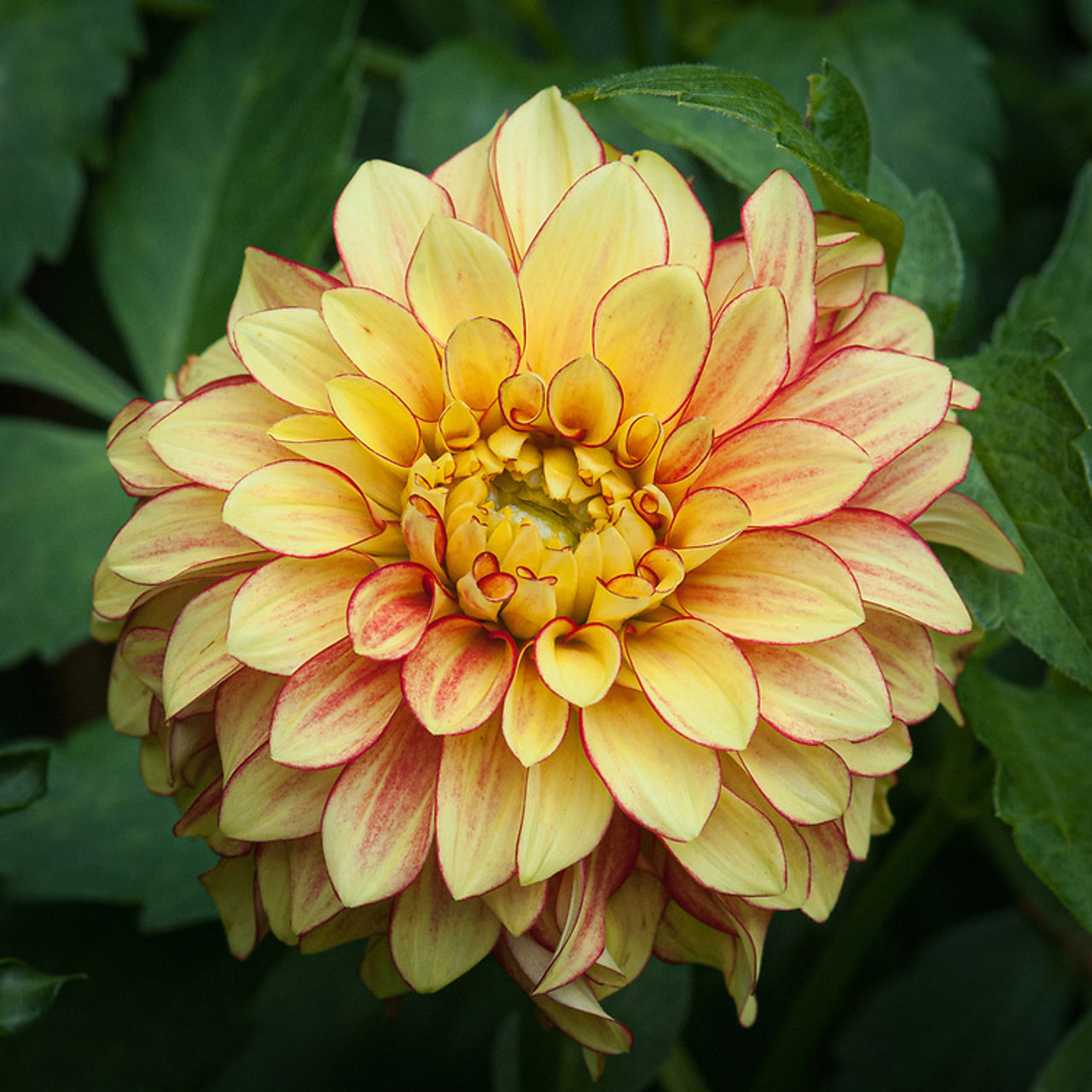 Dahlia Lake Ontario, Loukykvět