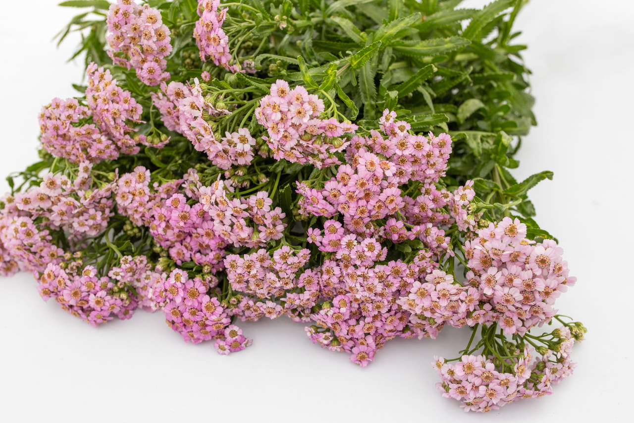 Siankärsämö Love Parade, Loukykvět