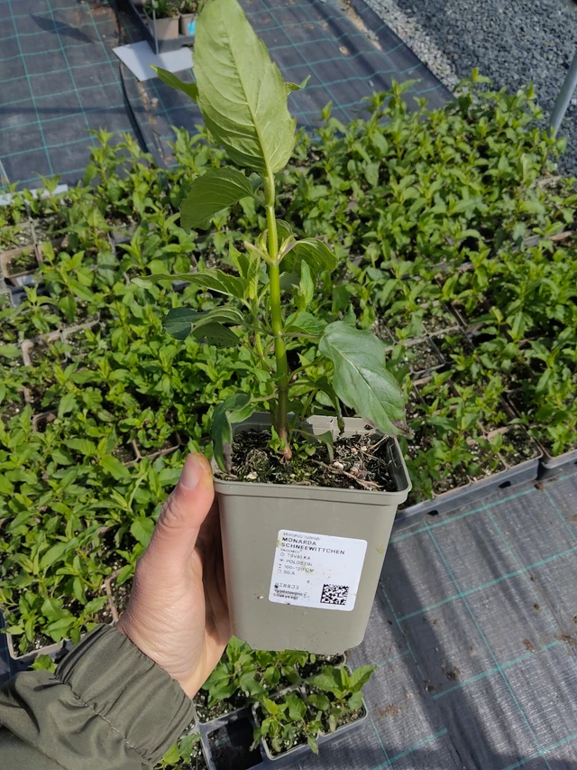 Monarda Schneewittchen - 13. 5. 2026
