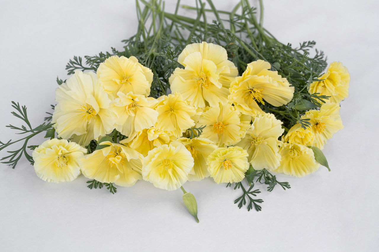 California Poppy Cream Swirl, Loukykvět