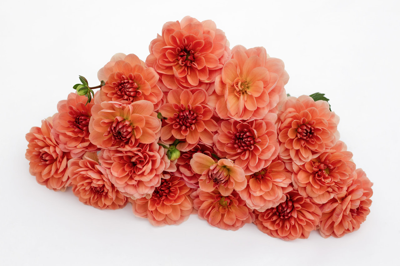 Daalia Yelno Harmony, Loukykvět