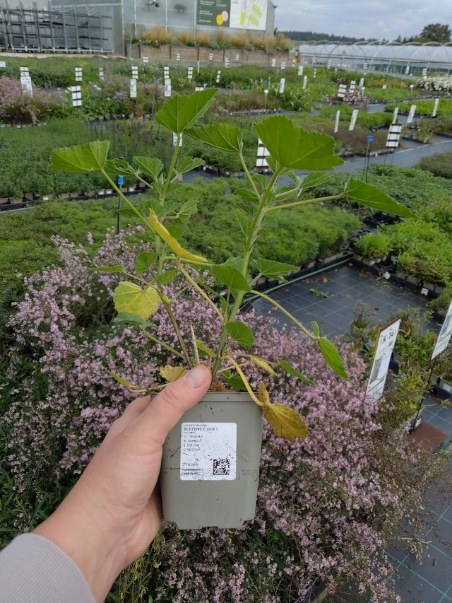 Malvikki Duet - 9. 10. 2025