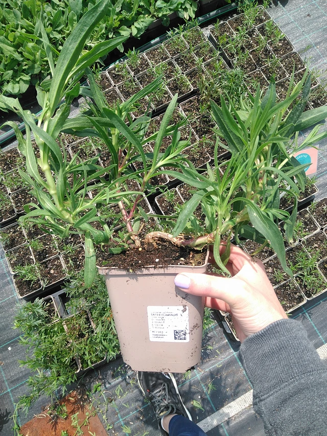 Morsiusharso Flamingo - 9. 6. 2025