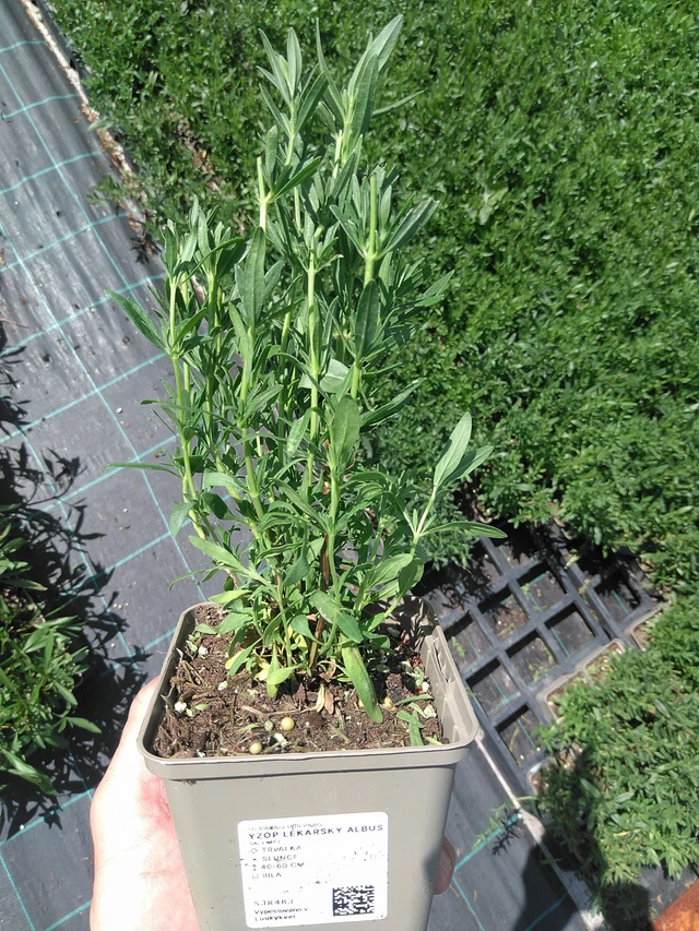 Hisopo Albus - 24. 6. 2025