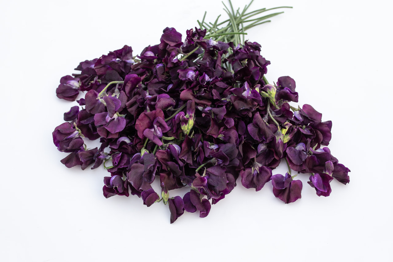 Lathyrus Winter Sunshine Navy, Loukykvět