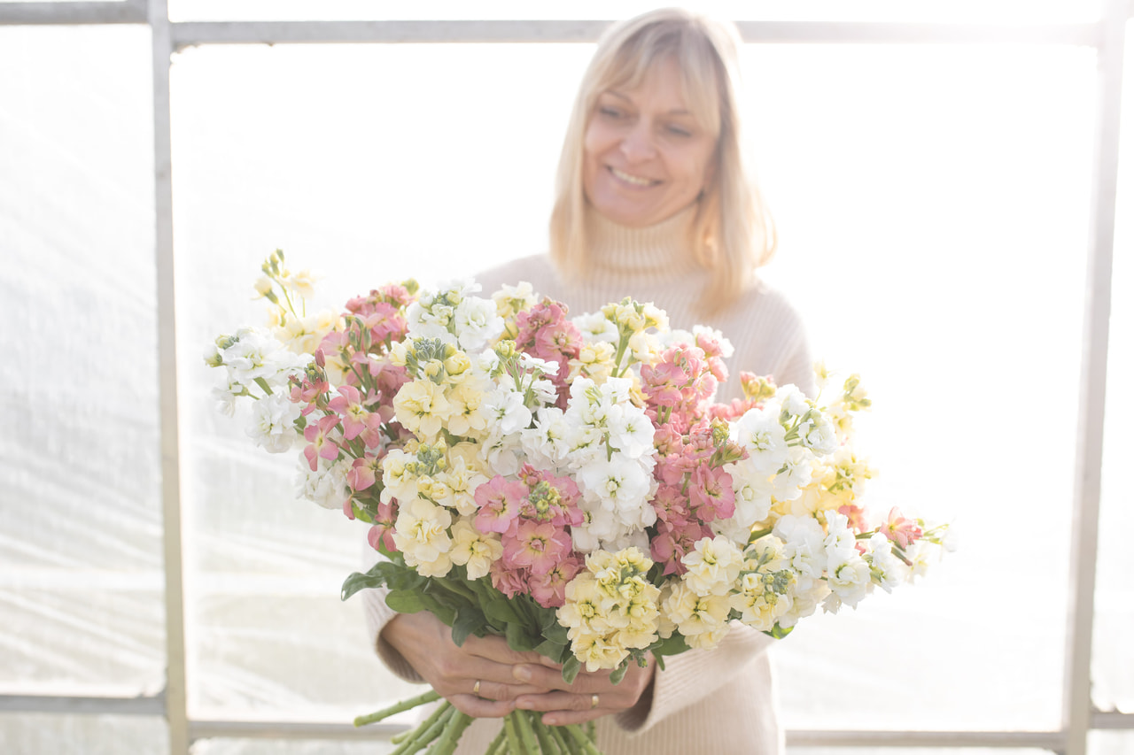 Stock StoX Antique Cream Mix, Loukykvět