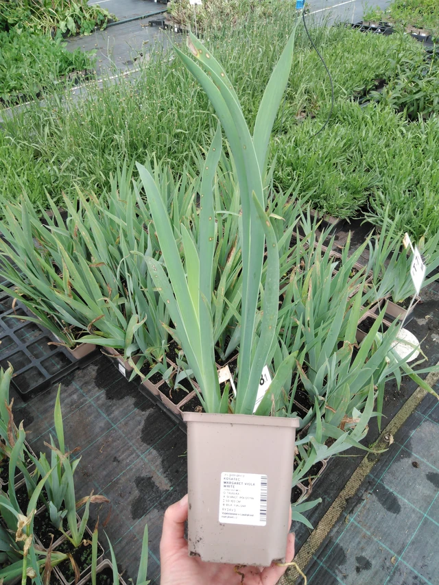 Tarhakurjenmiekka Margaret Viola White - 2024