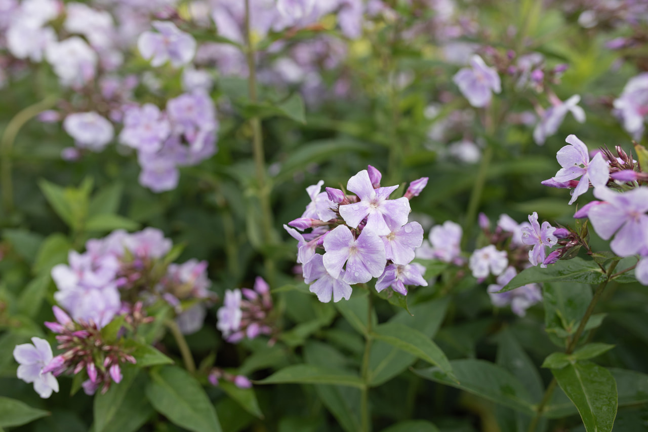 Leimu Franz Schubert, Loukykvět