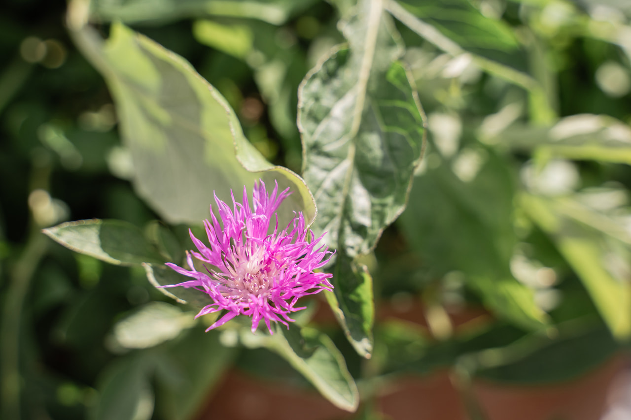 Ruiskaunokki Bright Rose, Loukykvět