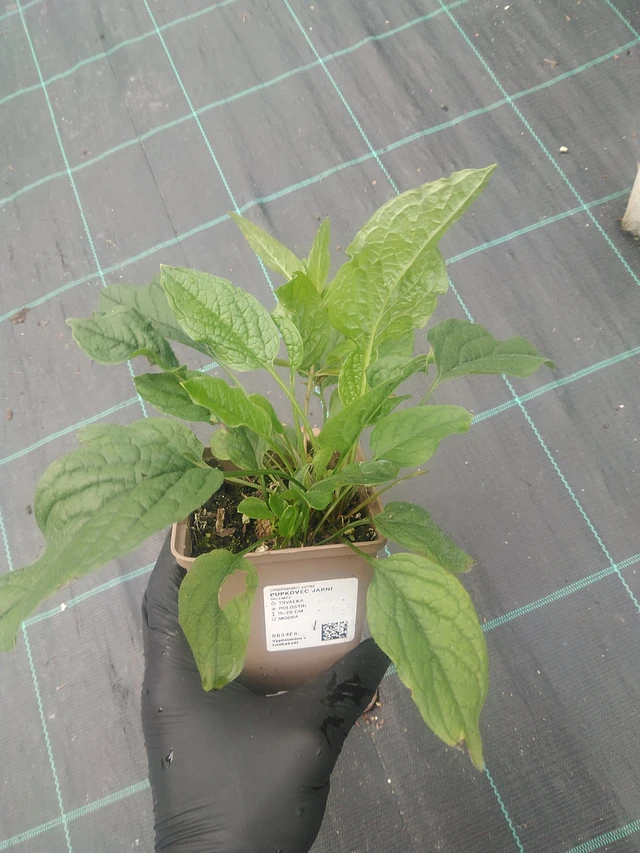 Kevätkaihonkukka - 10. 9. 2025