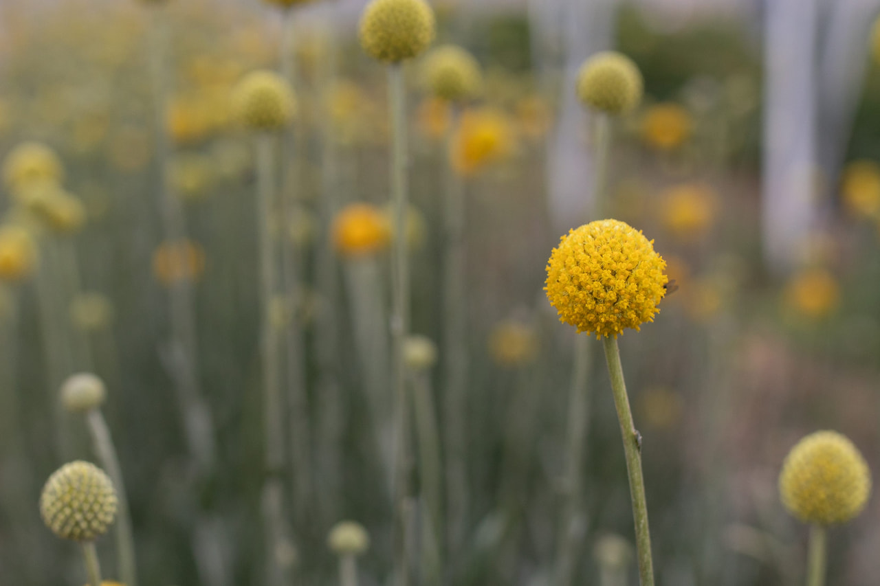 Kultahehkupallo, Loukykvět