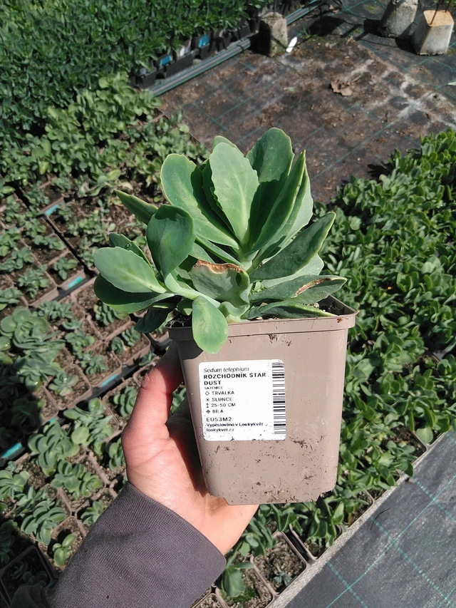 Komeamaksaruoho Star Dust - 13. 5. 2025