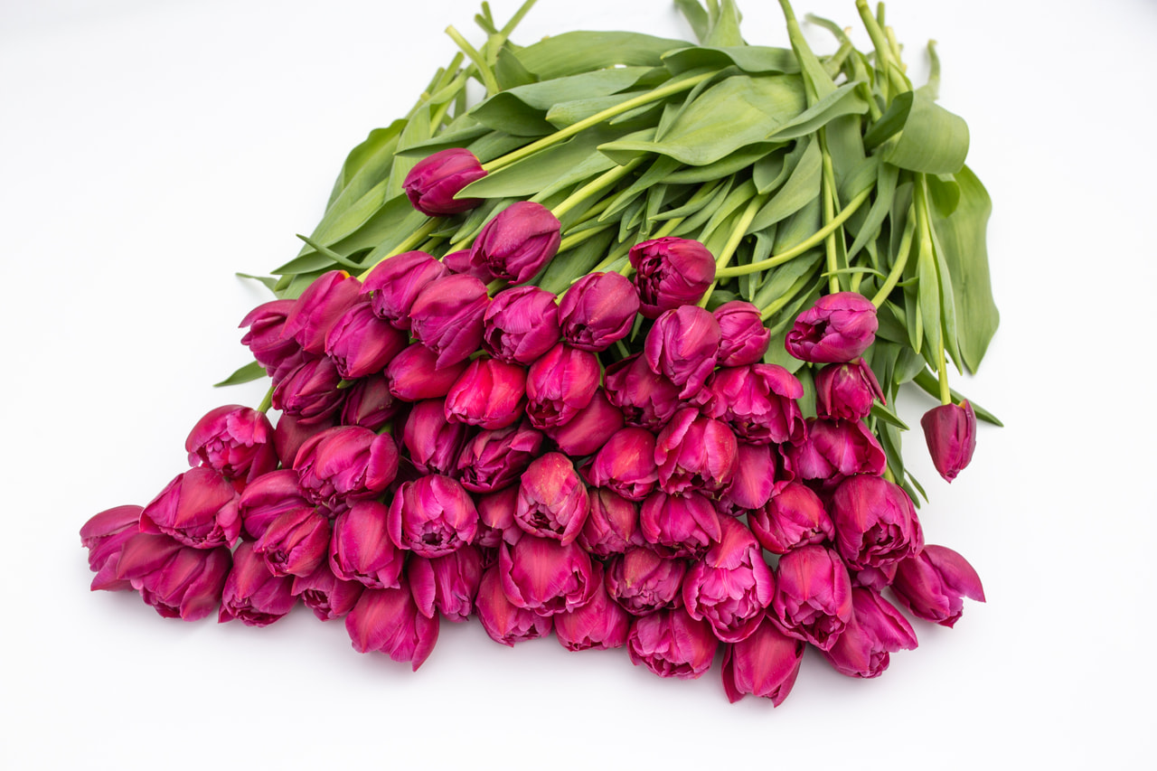 Tulppaani Margarita, Loukykvět