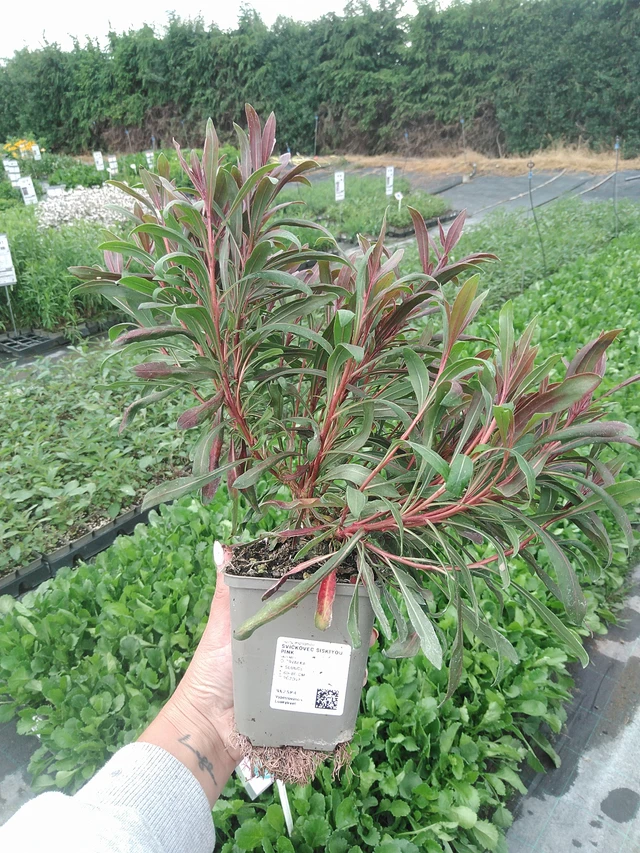 Gaura Siskiyou Pink - 3. 6. 2026