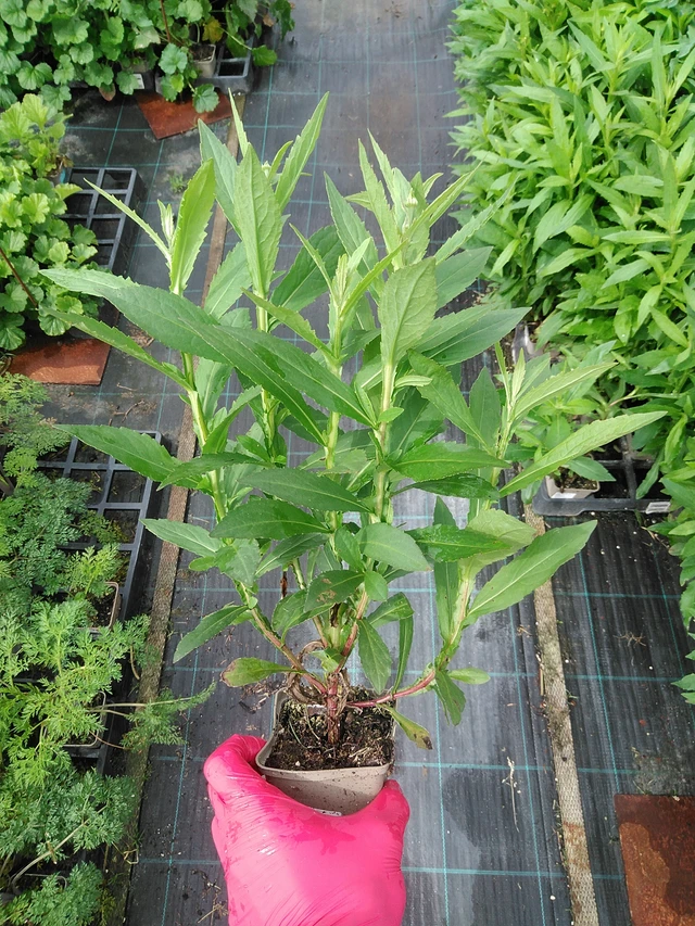 Hohdekukka Helena Gold - 29. 7. 2025