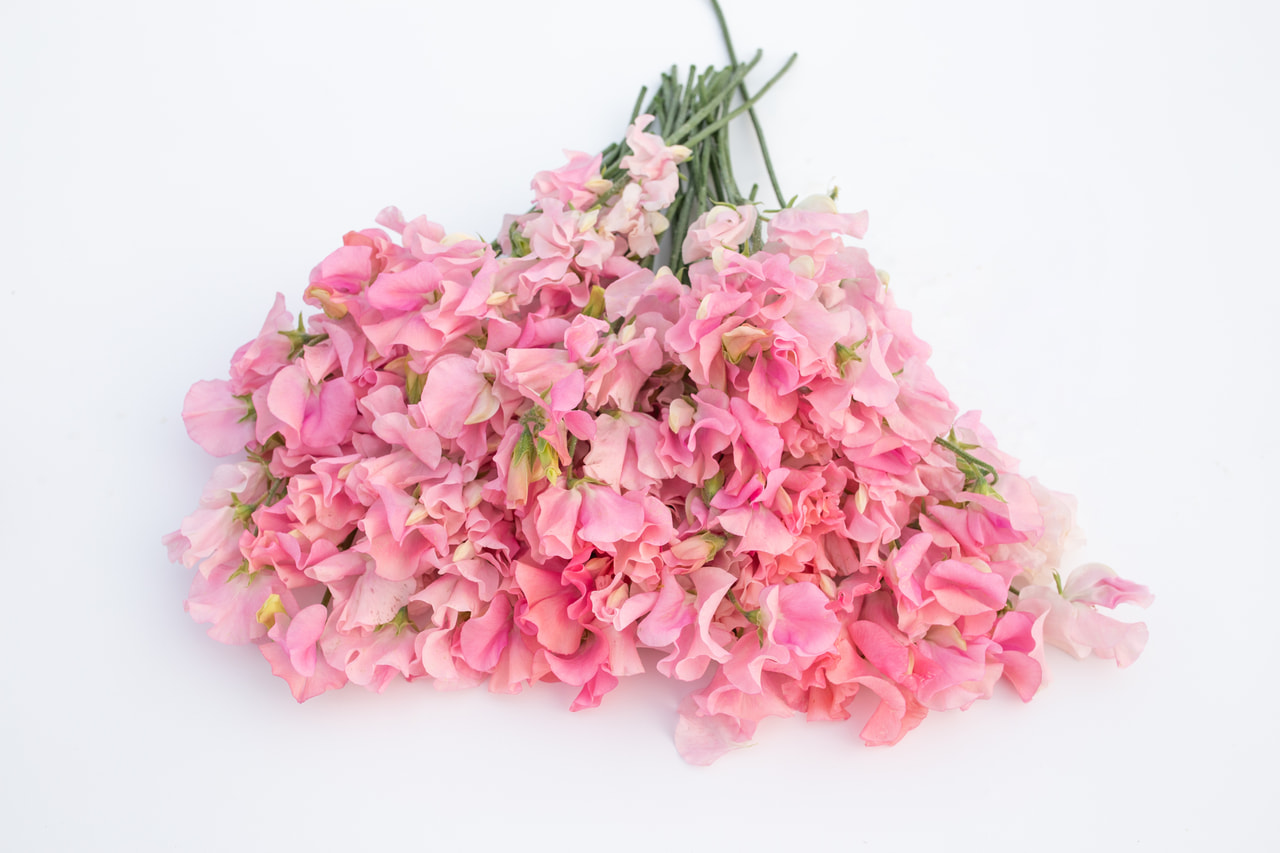 Lathyrus Winter Sunshine Pink, Loukykvět